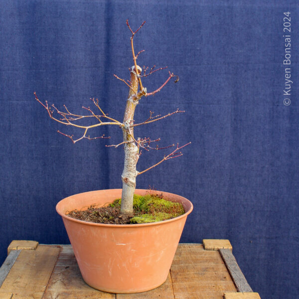 Acer palmatum "Trompenburg" #15 - Imagen 3