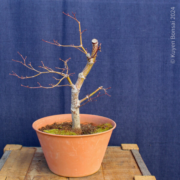 Acer palmatum "Trompenburg" #15 - Imagen 4