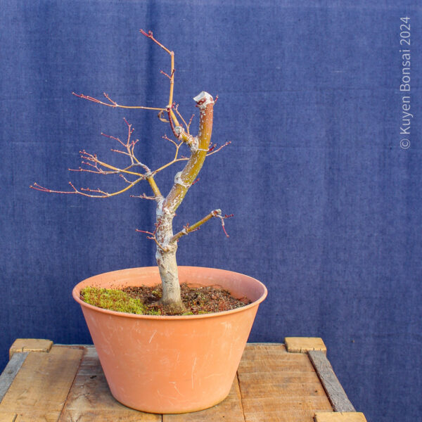 Acer palmatum "Trompenburg" #15 - Imagen 5