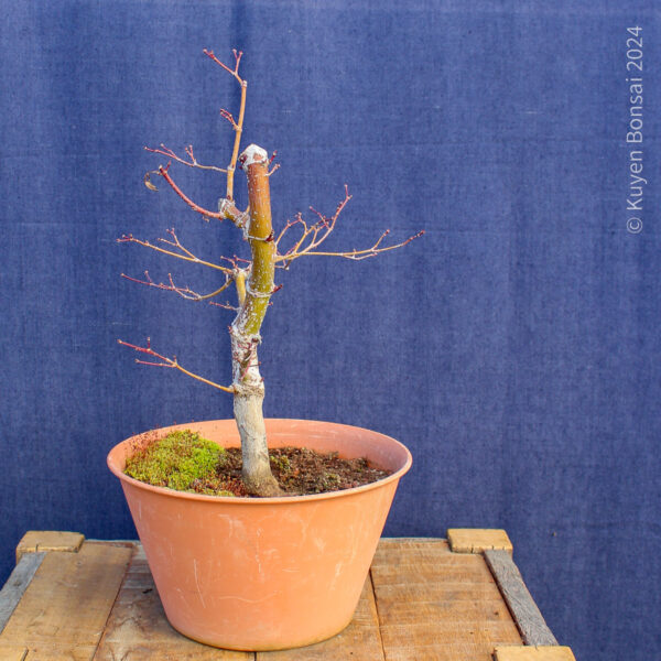 Acer palmatum "Trompenburg" #15 - Imagen 6