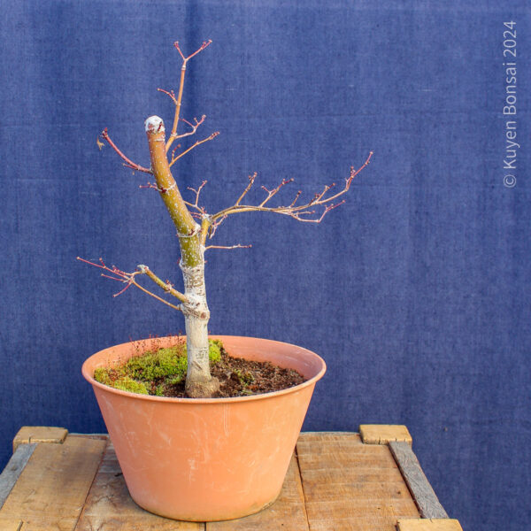 Acer palmatum "Trompenburg" #15 - Imagen 7