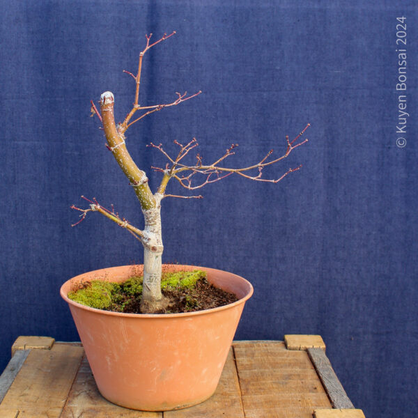 Acer palmatum "Trompenburg" #15 - Imagen 8