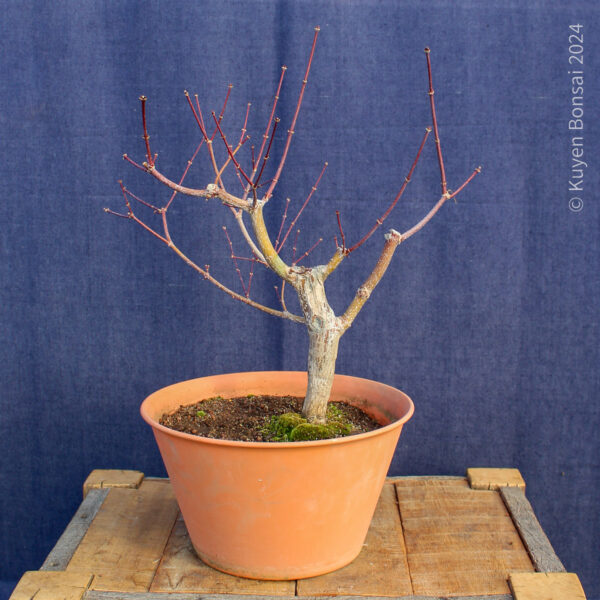 Acer palmatum "Trompenburg" #21
