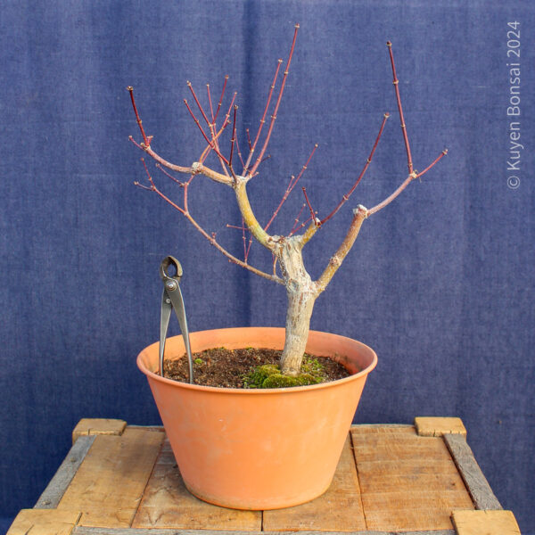 Acer palmatum "Trompenburg" #21 - Imagen 2
