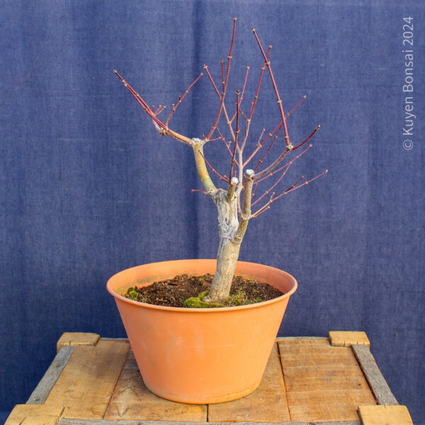 Acer palmatum "Trompenburg" #21 - Imagen 3