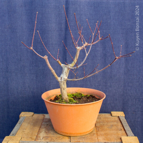 Acer palmatum "Trompenburg" #21 - Imagen 5