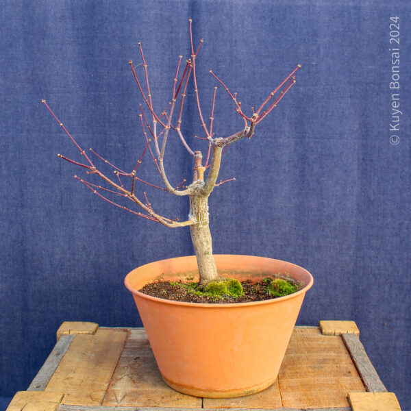 Acer palmatum "Trompenburg" #21 - Imagen 7