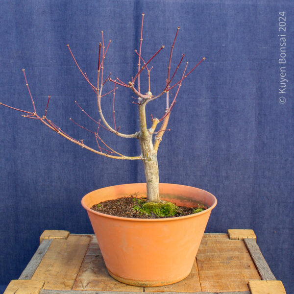 Acer palmatum "Trompenburg" #21 - Imagen 8