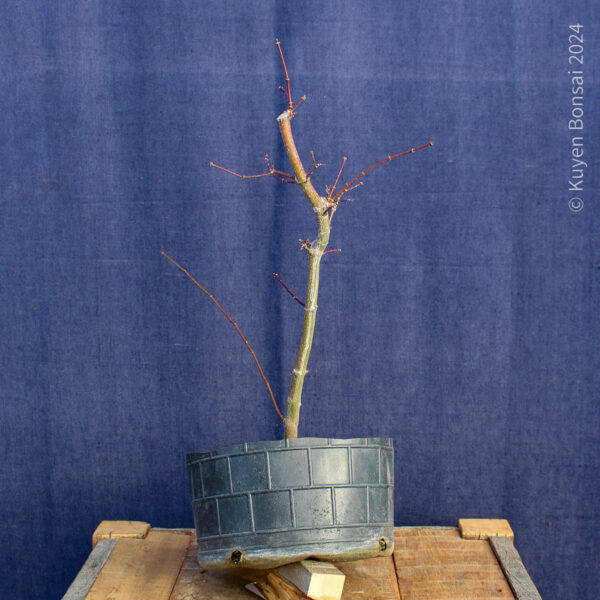 Acer palmatum "Ukigumo" #8