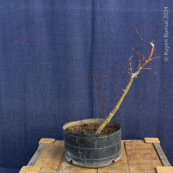 Acer palmatum "Ukigumo" #8 - Imagen 2