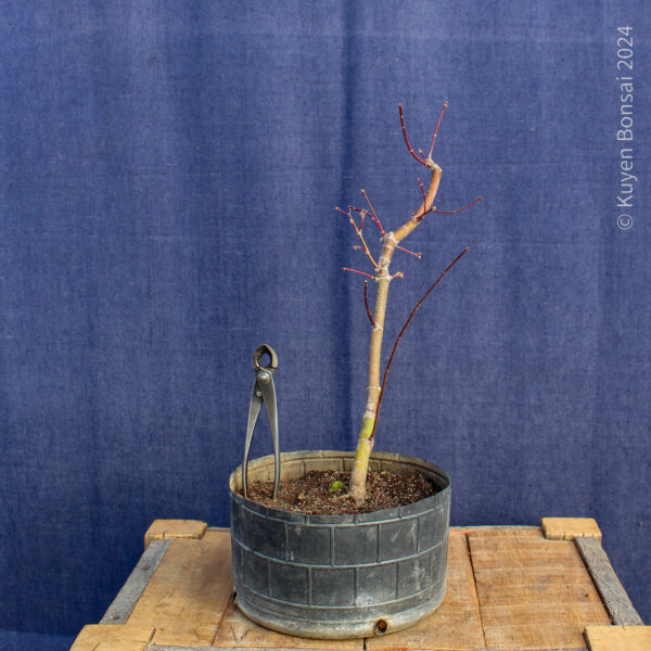Acer palmatum "Ukigumo" #8 - Imagen 3