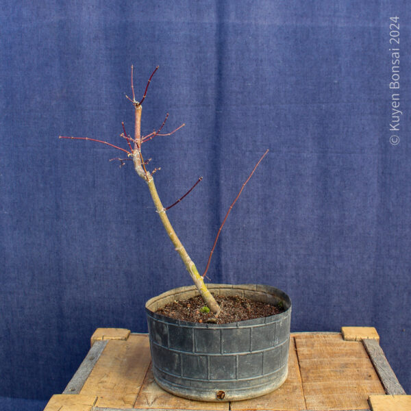 Acer palmatum "Ukigumo" #8 - Imagen 4