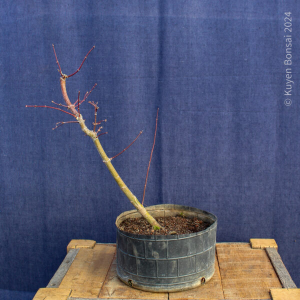 Acer palmatum "Ukigumo" #8 - Imagen 5