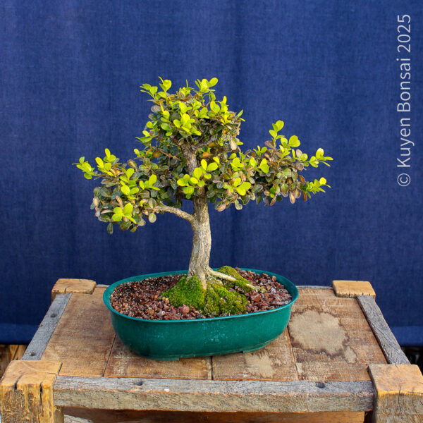 Buxus sempervirens
