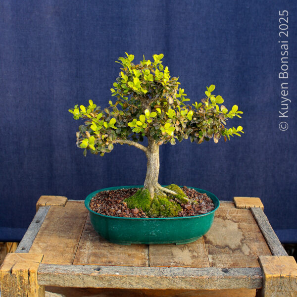 Buxus sempervirens - Imagen 2