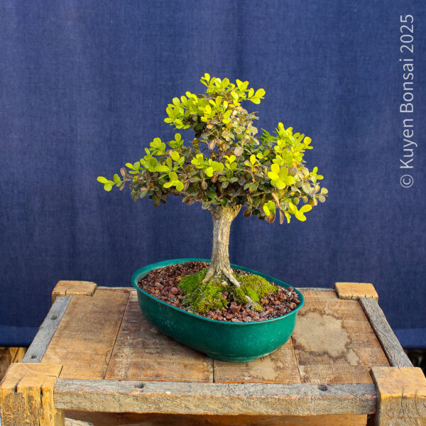 Buxus sempervirens - Imagen 3