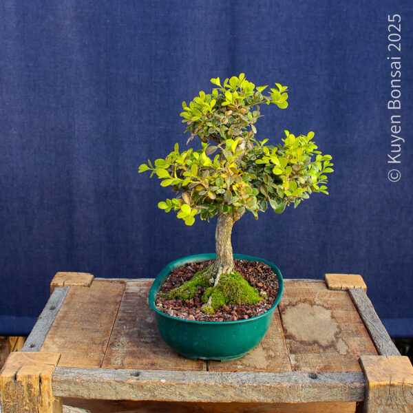 Buxus sempervirens - Imagen 4