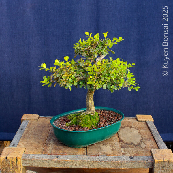 Buxus sempervirens - Imagen 5