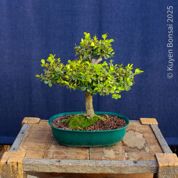 Buxus sempervirens - Imagen 6