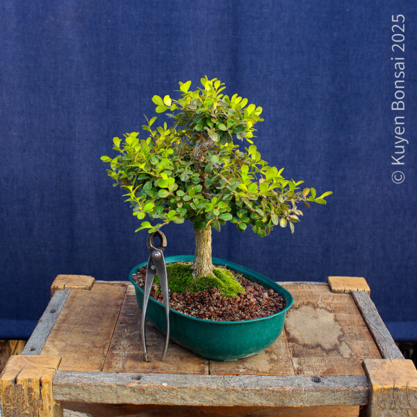 Buxus sempervirens - Imagen 7