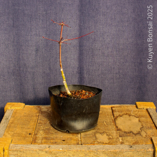 Acer palmatum "Deshojo"#11