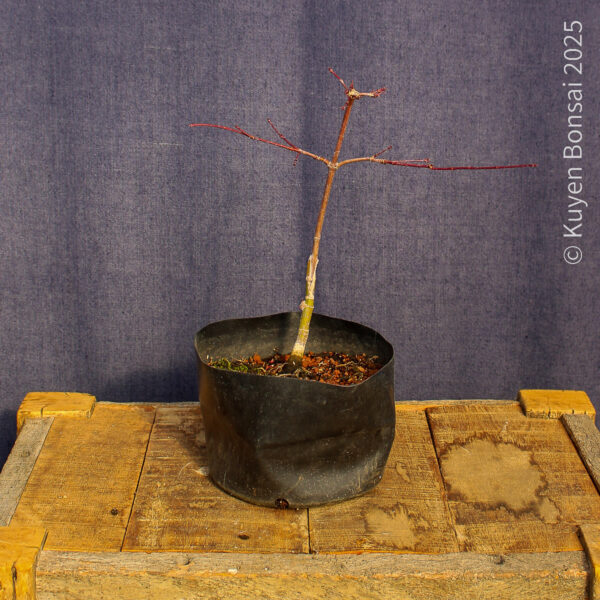 Acer palmatum "Deshojo"#11 - Imagen 2