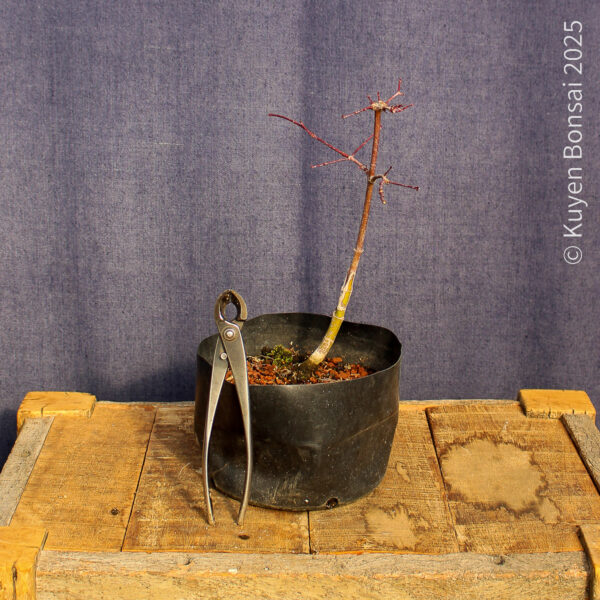 Acer palmatum "Deshojo"#11 - Imagen 3