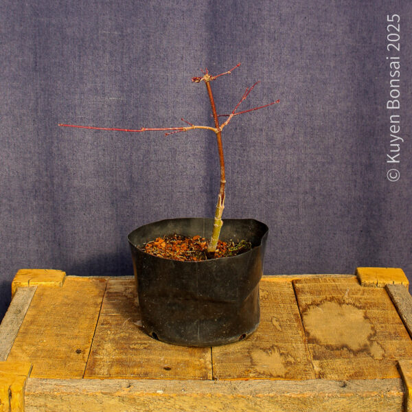 Acer palmatum "Deshojo"#11 - Imagen 4