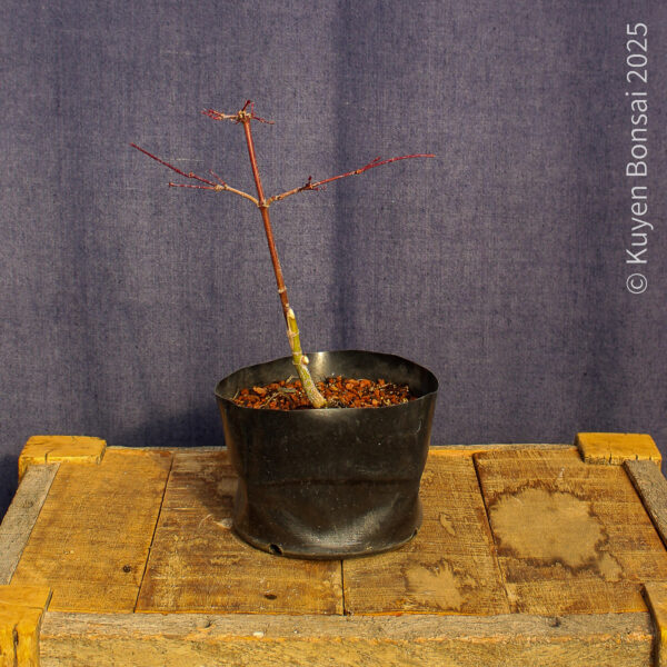 Acer palmatum "Deshojo"#11 - Imagen 5