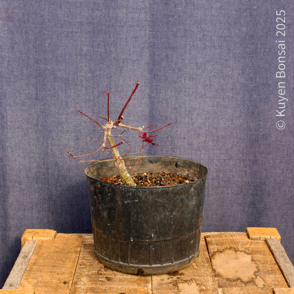 Acer palmatum "Deshojo"#12