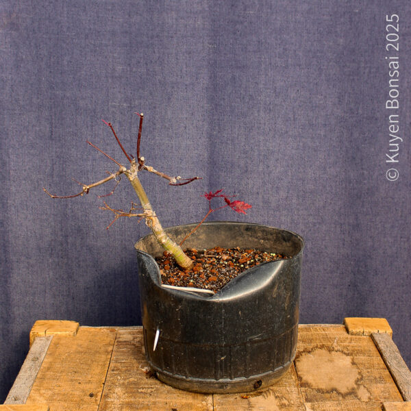 Acer palmatum "Deshojo"#12 - Imagen 2