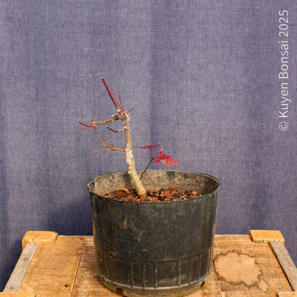 Acer palmatum "Deshojo"#12 - Imagen 3