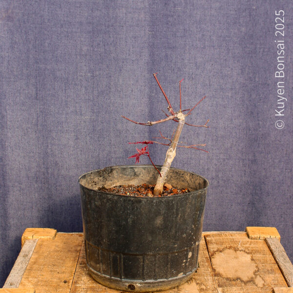 Acer palmatum "Deshojo"#12 - Imagen 4