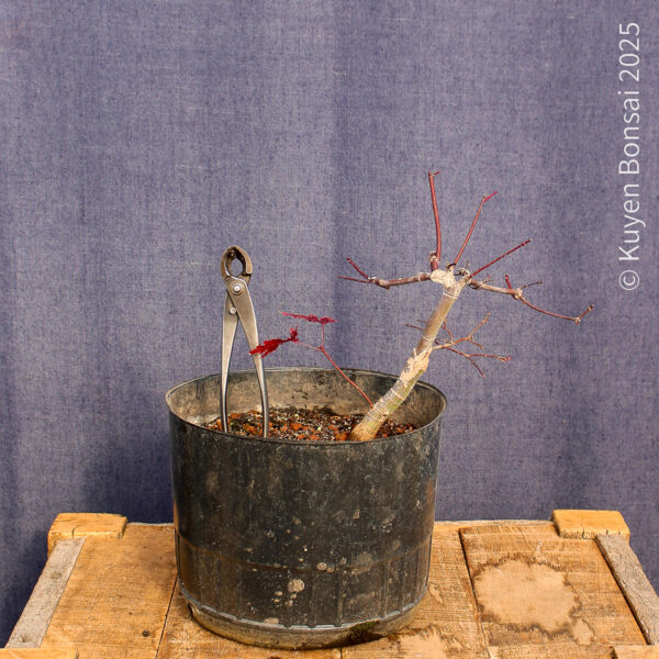 Acer palmatum "Deshojo"#12 - Imagen 5