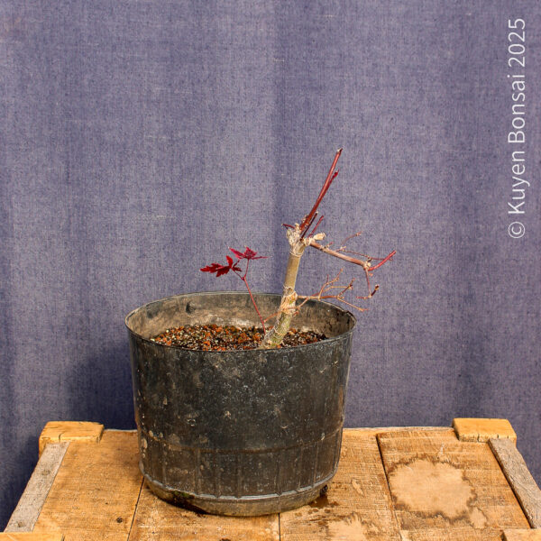Acer palmatum "Deshojo"#12 - Imagen 6