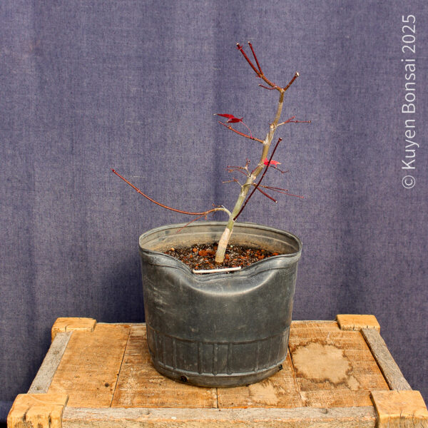 Acer palmatum "Deshojo"#14