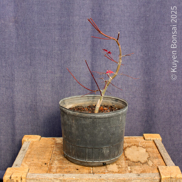 Acer palmatum "Deshojo"#14 - Imagen 2