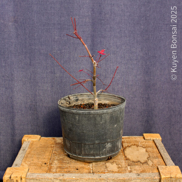 Acer palmatum "Deshojo"#14 - Imagen 3