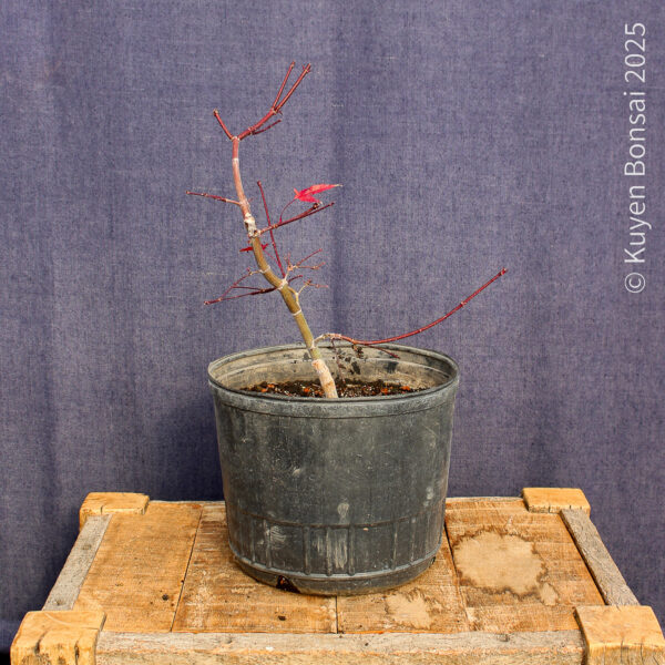 Acer palmatum "Deshojo"#14 - Imagen 4