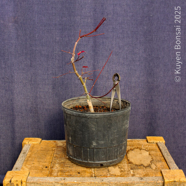 Acer palmatum "Deshojo"#14 - Imagen 5