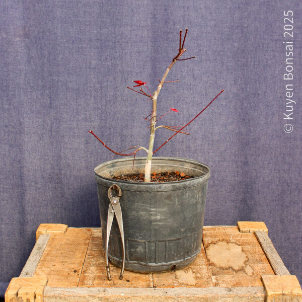 Acer palmatum "Deshojo"#14 - Imagen 6