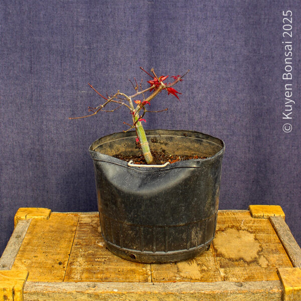 Acer palmatum "Deshojo"#15