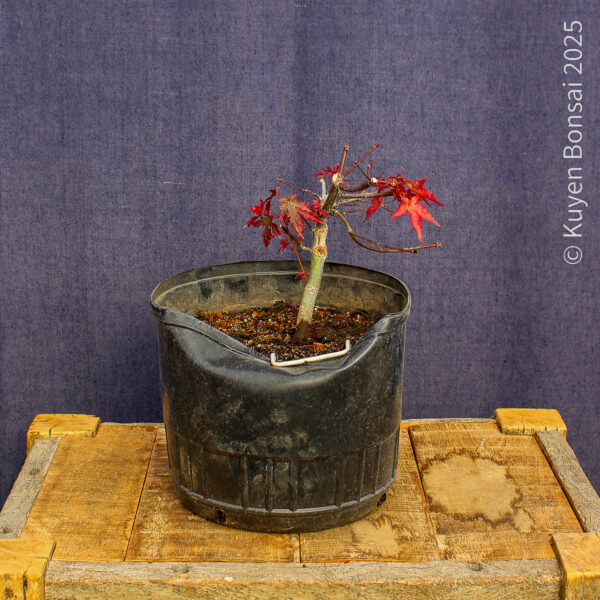 Acer palmatum "Deshojo"#15 - Imagen 2