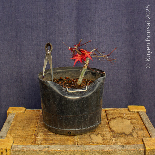 Acer palmatum "Deshojo"#15 - Imagen 3