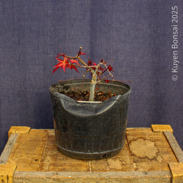 Acer palmatum "Deshojo"#15 - Imagen 4