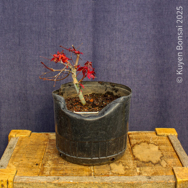 Acer palmatum "Deshojo"#15 - Imagen 5