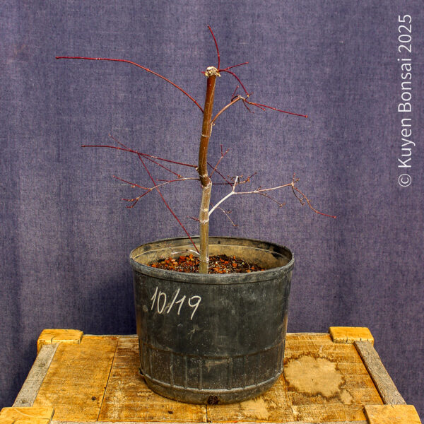 Acer palmatum "Deshojo" #4