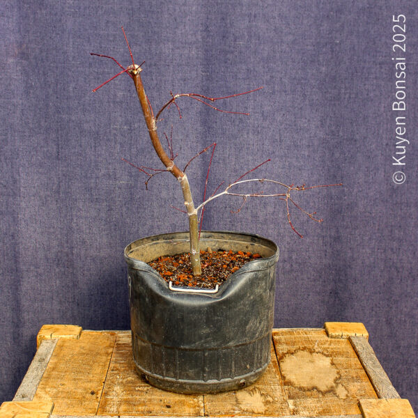 Acer palmatum "Deshojo" #4 - Imagen 2