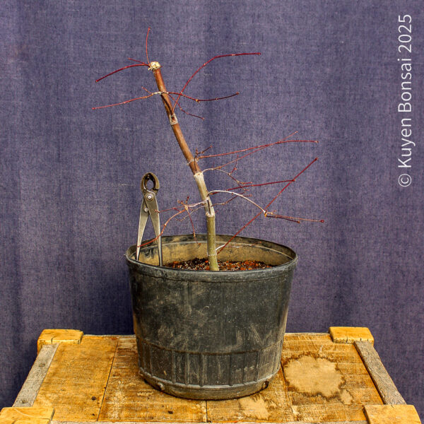 Acer palmatum "Deshojo" #4 - Imagen 3