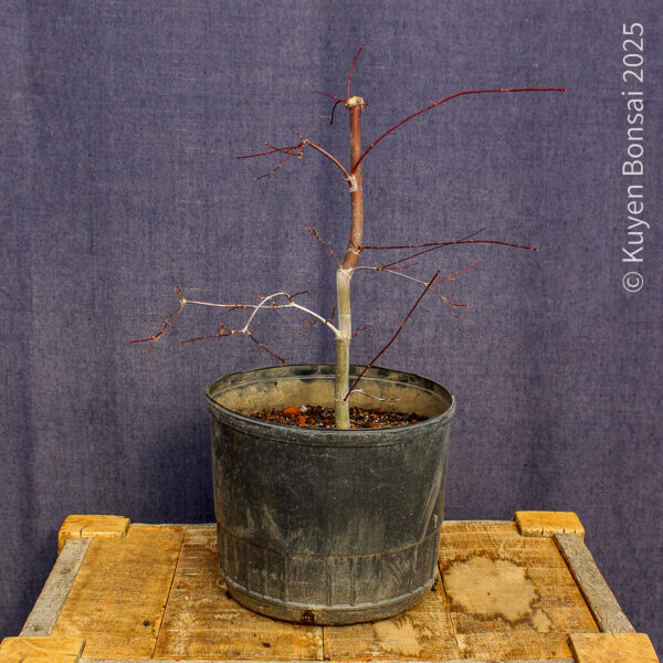 Acer palmatum "Deshojo" #4 - Imagen 4
